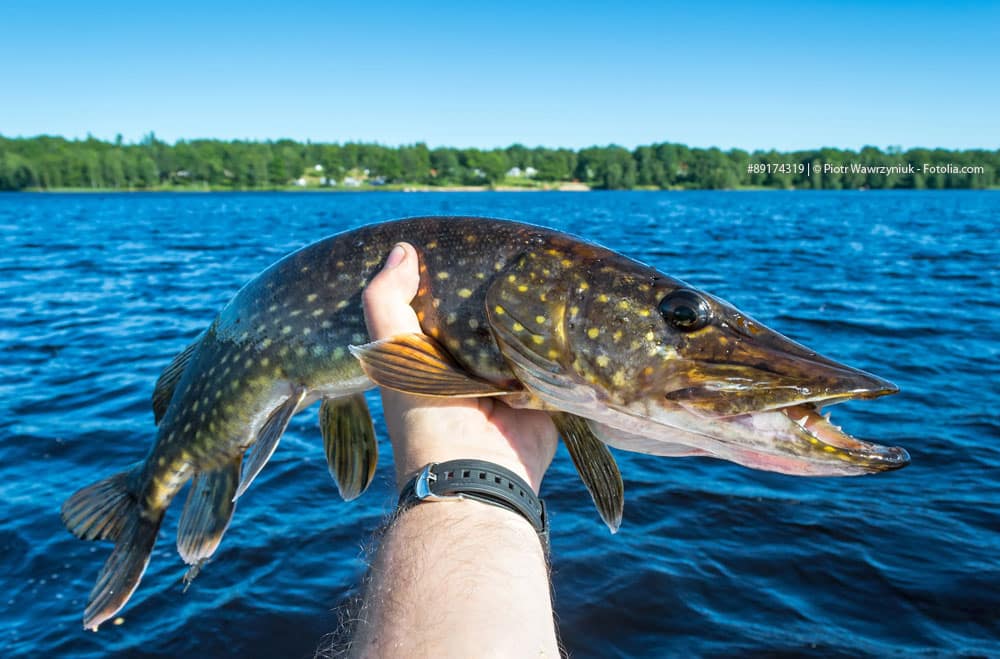 Angler-Paradies: Hecht, Barsch, Zander und mehr